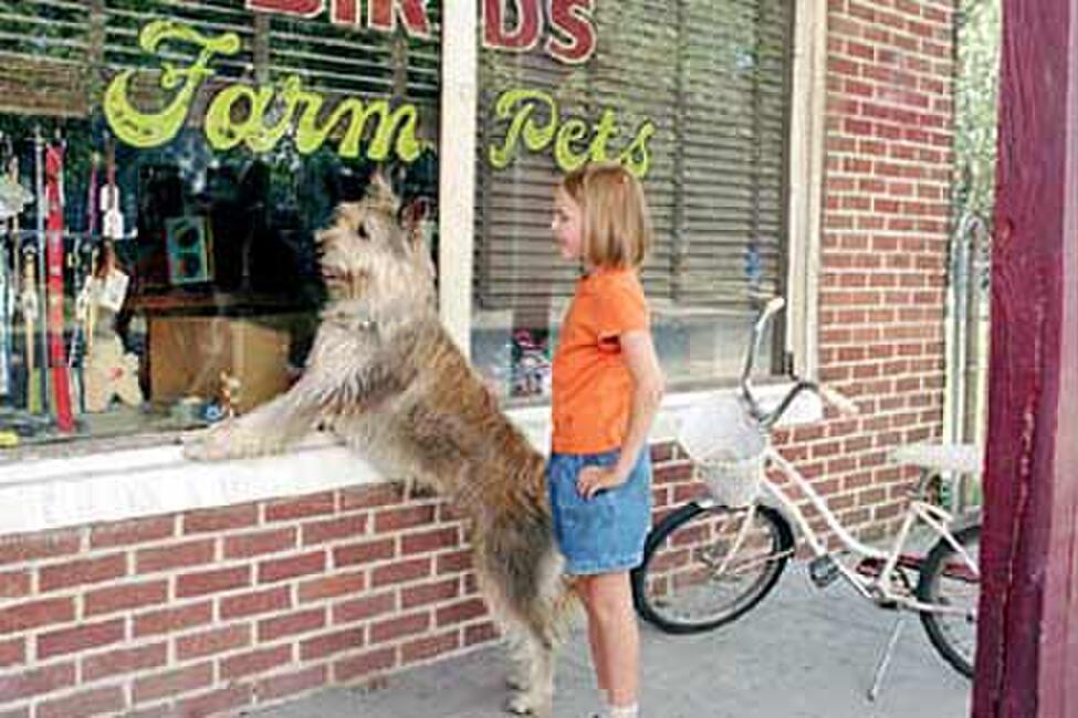 Because of WinnDixie (2005) Movie Photos and Stills Fandango