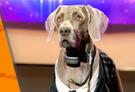 Mom's Movie Minute: Will Your Little Kids Enjoy 'Pup Star'?