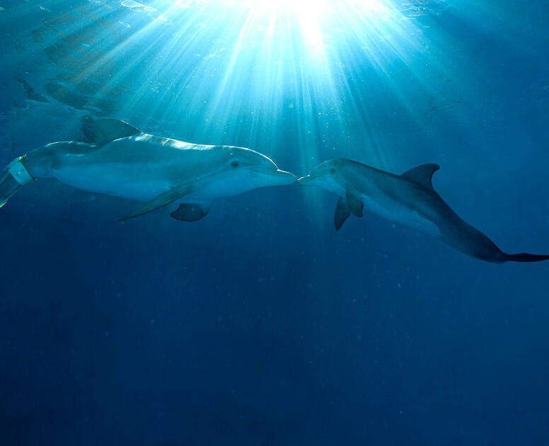 Dolphin Tale 2 (2014) Movie Photos and Stills - Fandango