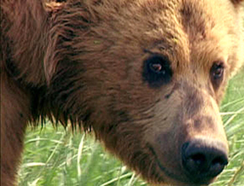 Grizzly Man Streaming Vostfr Grizzly Man (2005) Movie Photos and Stills - Fandango