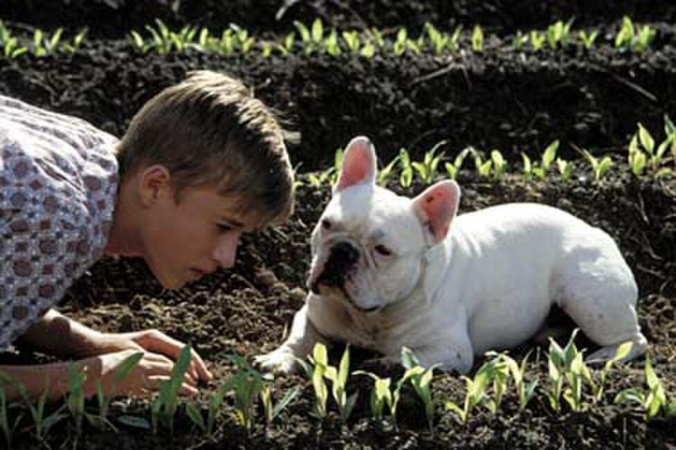 37 Top Pictures Secondhand Lions Movie Streaming : Secondhand Lions- A coming-of-age story about a shy, young ...
