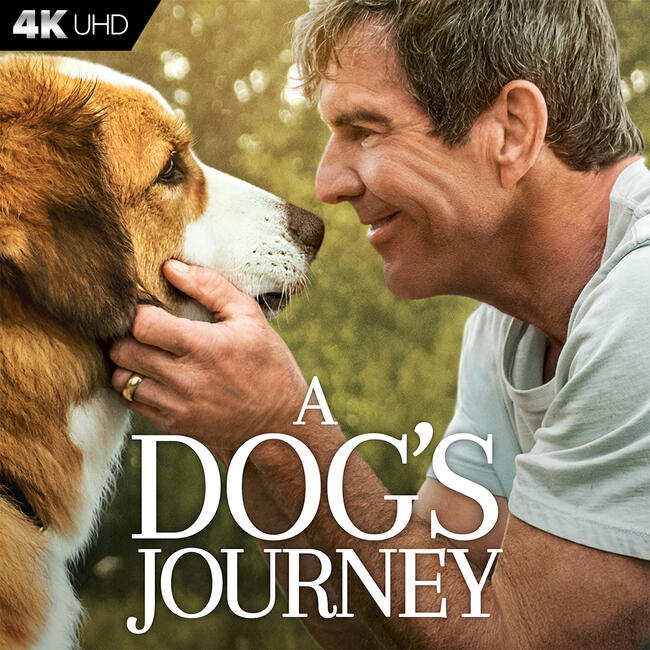 dog journey movies