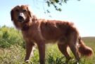 A Dog S Purpose 2017 Fandango