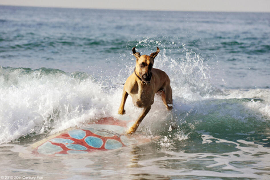 Marmaduke (2010) Movie Photos and Stills Fandango